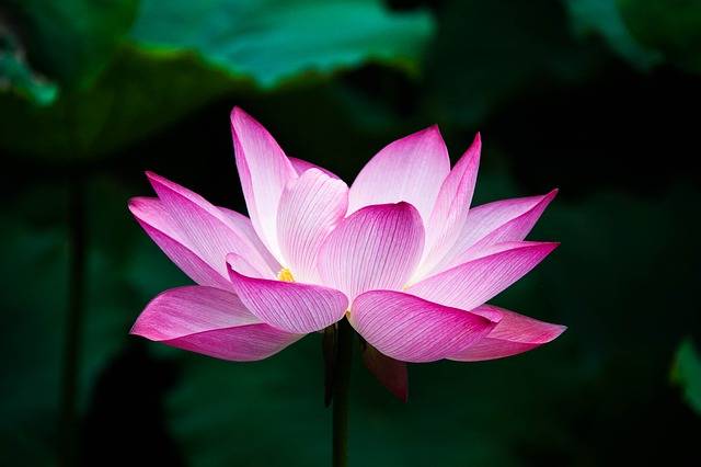 Lotus pensée positive